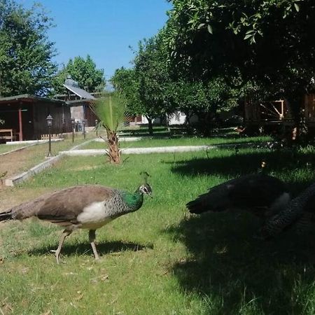 Kara Kedi Beach Bungalow Çıralı Dış mekan fotoğraf